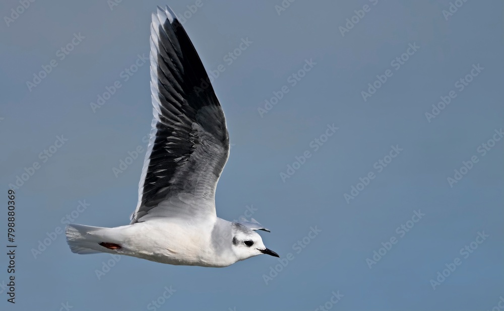 Little gull (Hydrocoloeus minutus or Larus minutus), Crete Little gull (Hydrocoloeus minutus or Larus minutus), Crete