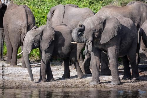 African Elephants drinking at the Chobe River in Botswana  Africa.