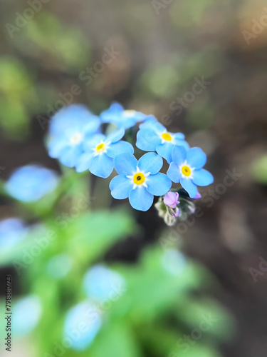 Blue flowers forget-me-not close -up