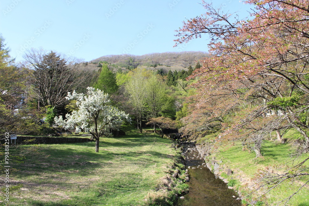 塩原温泉の春　モクレンと葉桜