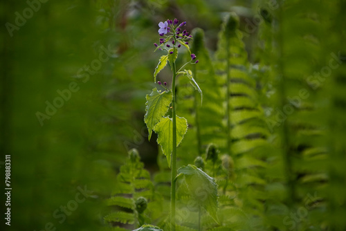 Blume im Farn