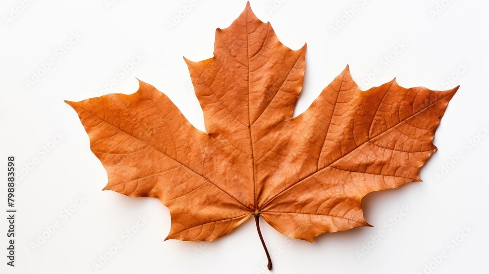 An isolated brown maple leaf on a white background.