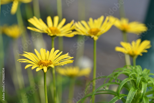 beautiful delicate yellow chamomile flowers, on a green background. large flower of field daisy. yellow flowers on the flowerbed. floral background. yellow chamomile in spring or summer, in the sun.