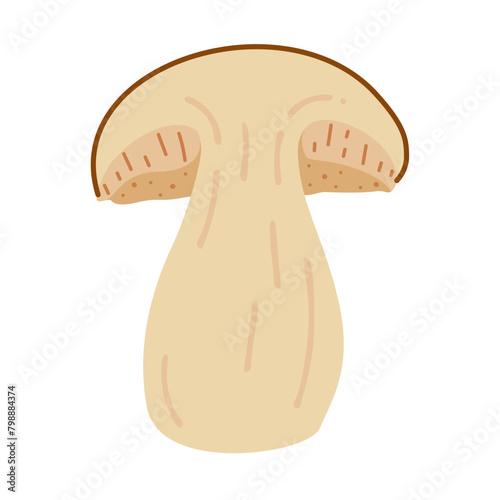 Sliced Porcini forest mushroom. Hand drawn boletus edulis fungus. Porcini fresh edible mushrooms flat style decor element. Cep. King bolete on white background. Penny bun Vector illustration