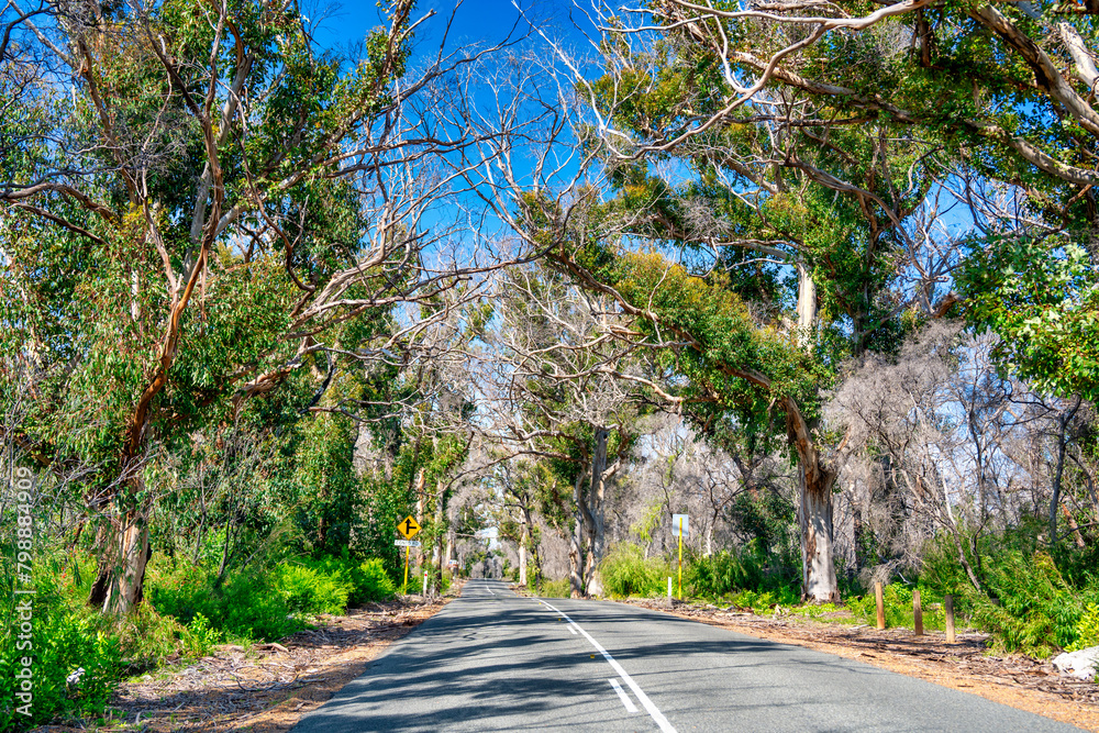 Obraz premium Driving along the coast of Western Australia, Boranup