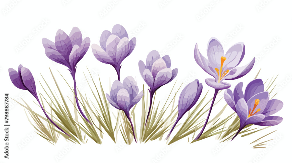 Crocus sativus botanical vintage realistic drawing.