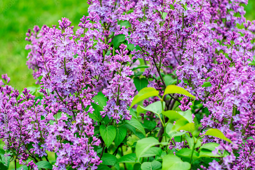 Obraz premium Bright spring lilac on a blurred background.