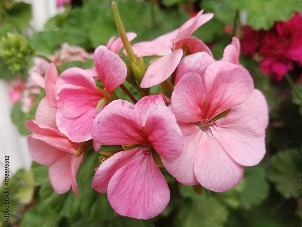 Beautiful and attractive flower closeup picture Beautiful and attractive flower closeup picture