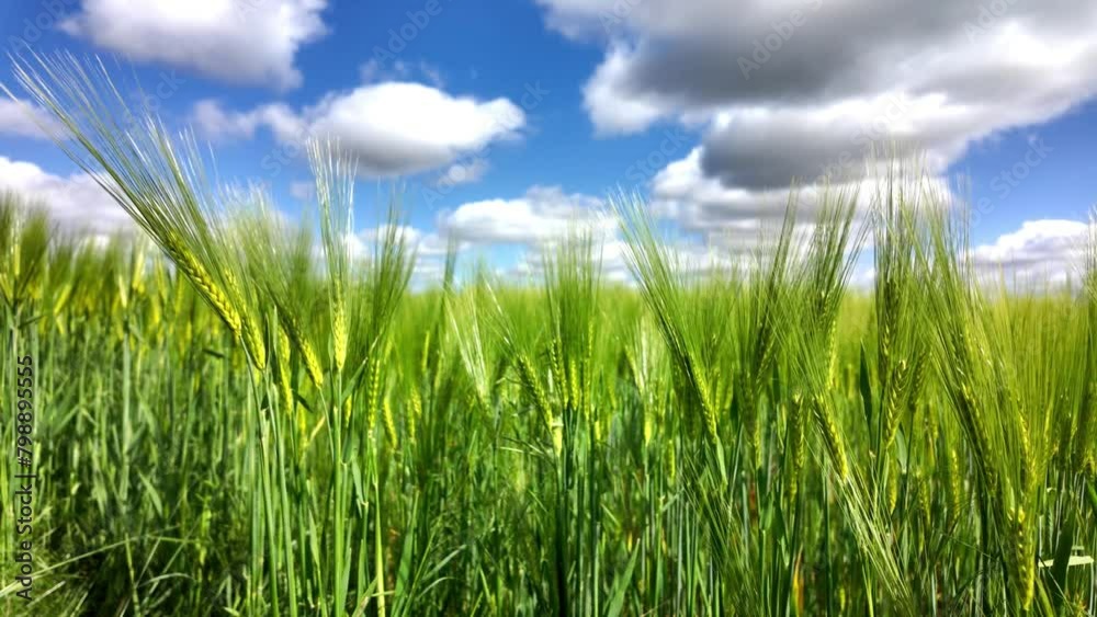 Gros plan sur blé vert