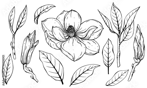 Black and white set of magnolia flowers, leaves and buds. Handmade graphics.
