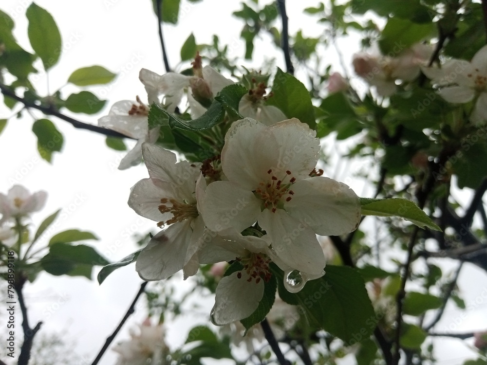 Beautiful white apple flowers closeup picture