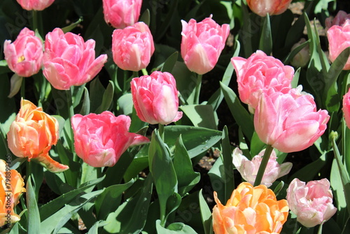 tulips in garden