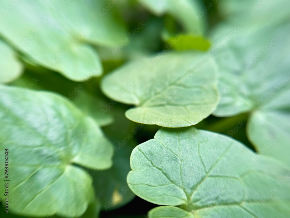 green leaves natural summer background green leaves natural summer background