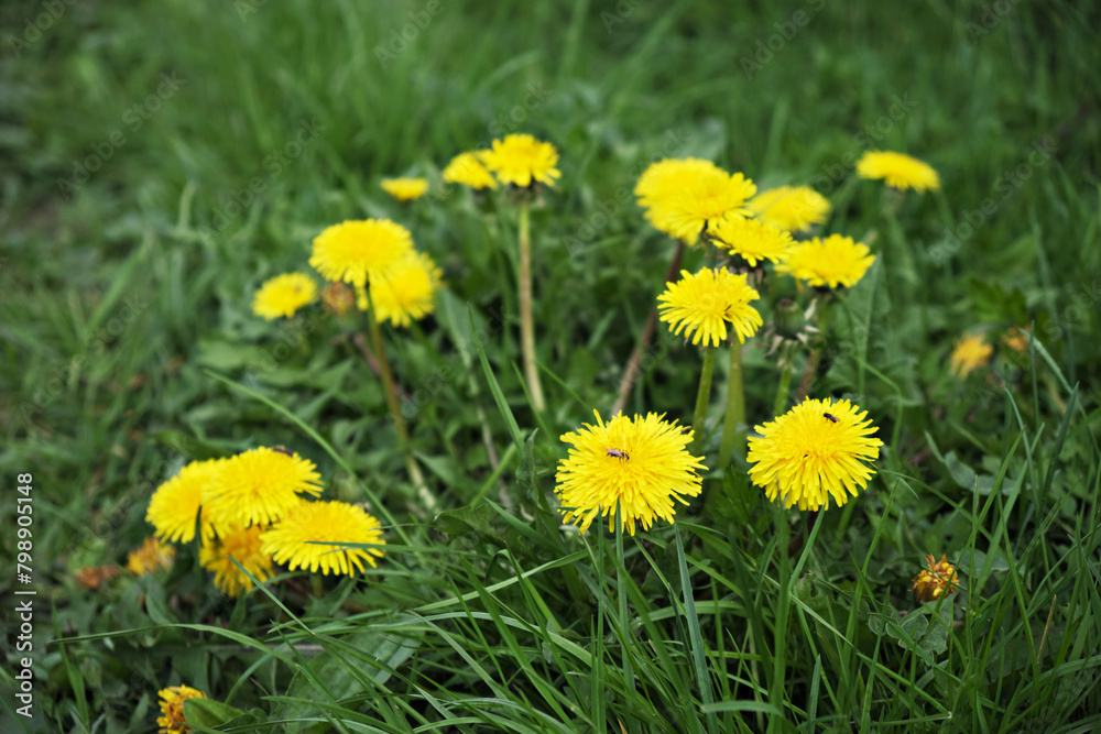 Close-up of blooming yellow dandelion flowers with a bee on them, in a spring garden. Detail of bright common dandelions in a spring meadow. It is used as a medicinal plant and for food. Close-up of blooming yellow dandelion flowers with a bee on them, in a spring garden. Detail of bright common dandelions in a spring meadow. It is used as a medicinal plant and for food.