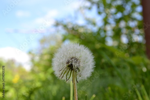 Dandelion photo is beautiful.  Wildflower photo from the nature.