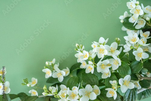 blooming jasmine in the garden in spring