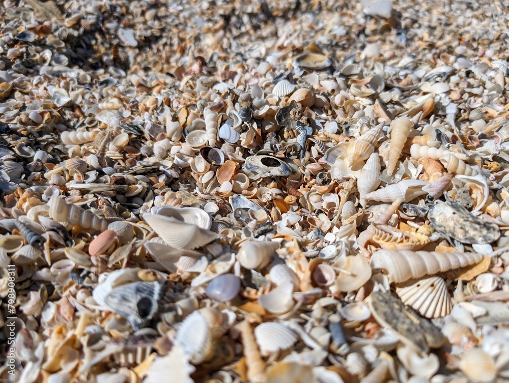 Seashell Cove: Shoreline Abundant with Shells