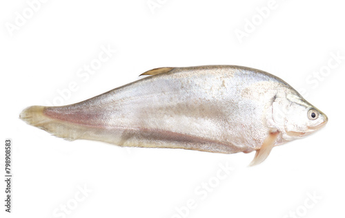 Fresh Chitala ornata fish or Knife fish, prepared for cooking, isolated on white background. concept, edible freshwater fish in Thailand, can be cooked in various delicious menu.