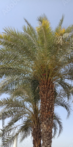 palm tree and sky