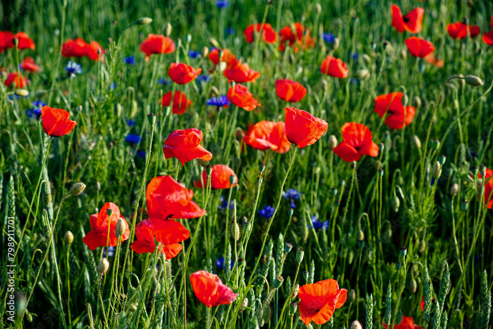 Bright red poppies bloom amidst green foliage. Bright red poppies bloom amidst green foliage.