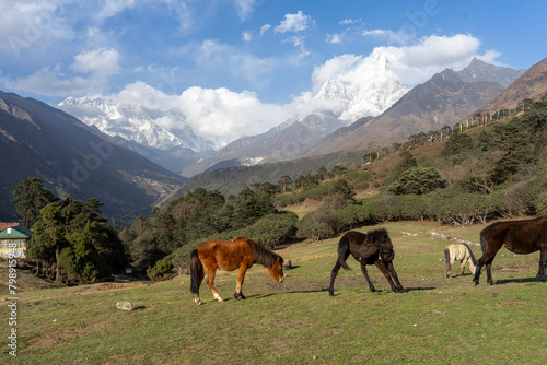Horses grazing in the alpine area