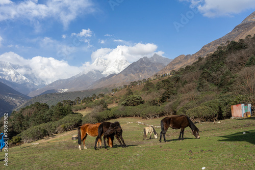 Horses grazing in the alpine area © sayrhkdsu