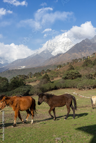 Horses grazing in the alpine area © sayrhkdsu