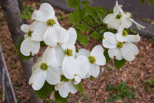 上から見た、白いハナミズキの花がたくさん咲いている枝