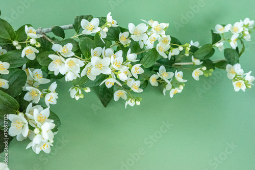 blooming jasmine in the garden in spring