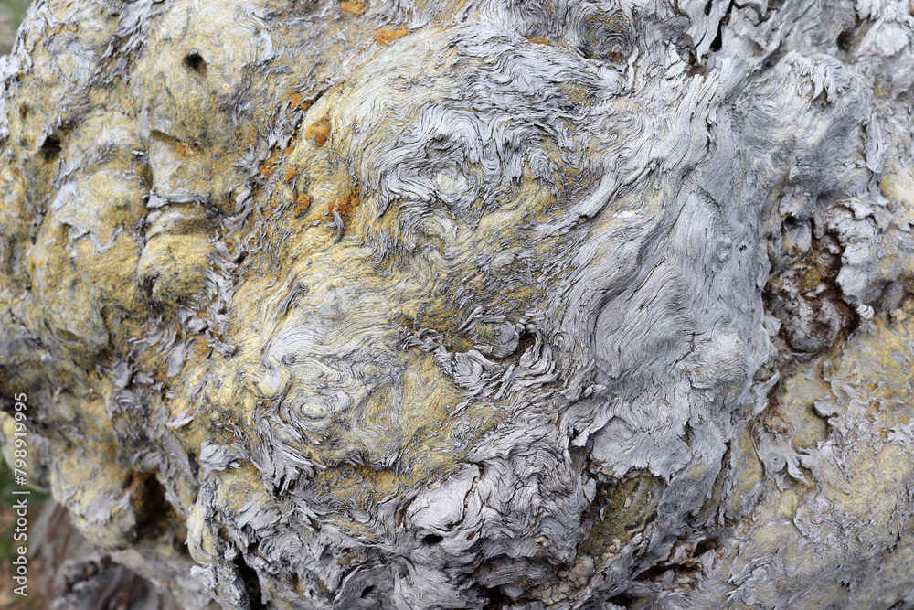 Fototapeta premium close-up texture of an old tree