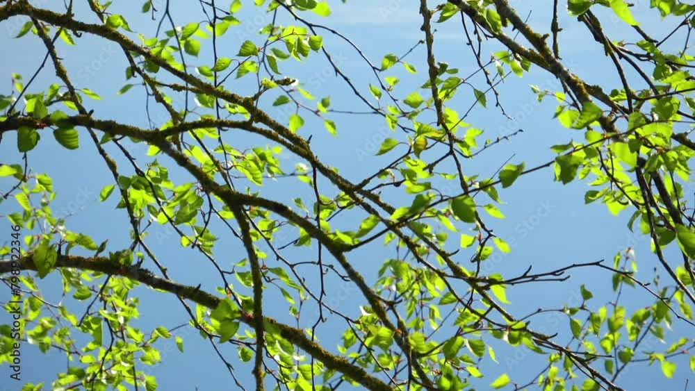 Awakening of nature in spring in a country estate Awakening of nature in spring in a country estate