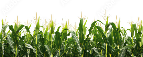 Green cornfield with field ripe corn  on white background