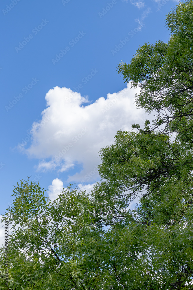 Photograph oak tree canopy with green leaves and blue sky Photograph oak tree canopy with green leaves and blue sky