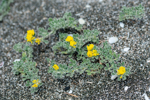 Sea or coastal medick, Medicago marina plant on a sandy beach. Close up