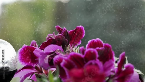 A closeup shot of vibrant purple woolflowers and violet cockscomb displayed on a window sill, showcasing the beauty of these herbaceous plants photo