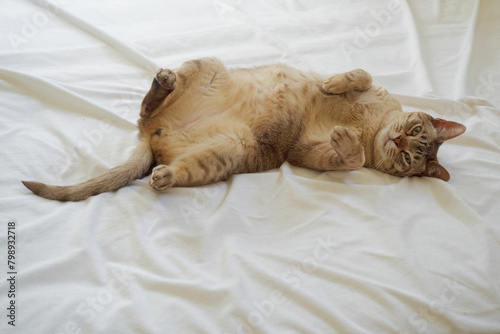 Chocolate spotted Australian Mist cat lying down and showing its fluffy belly on the bed