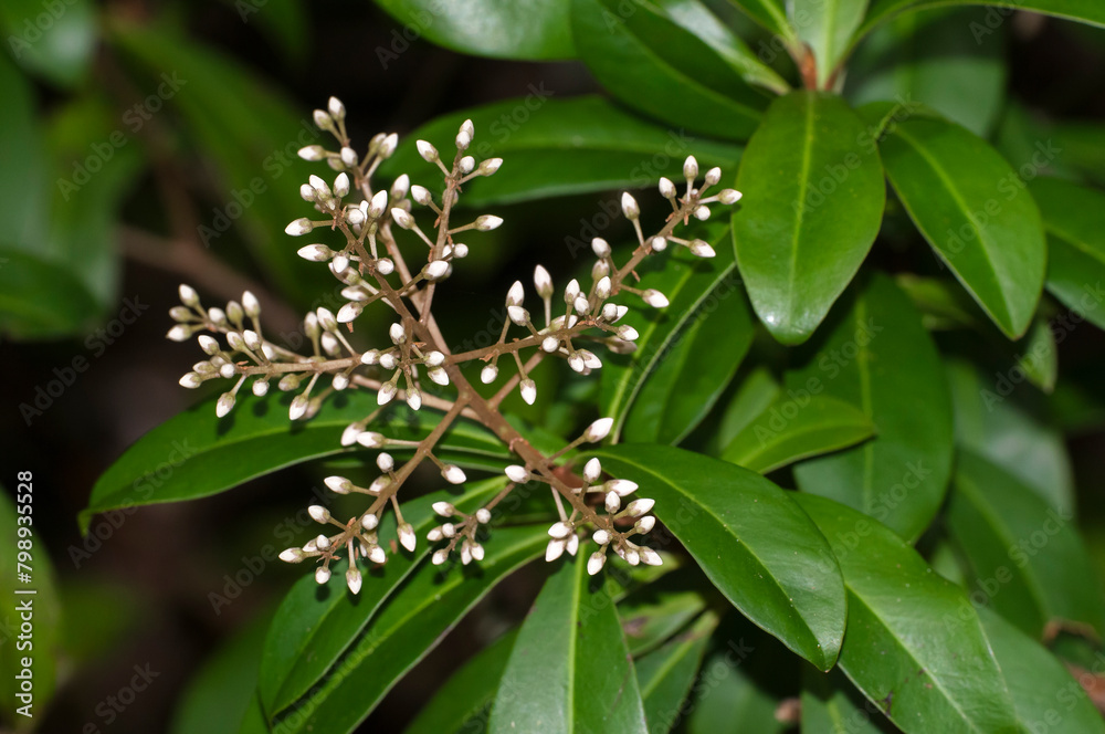 The creamy white buds and glossy leaves of the marlberry bush, Ardisia escallonioides, a native shrub that provides food and cover to wildlife.