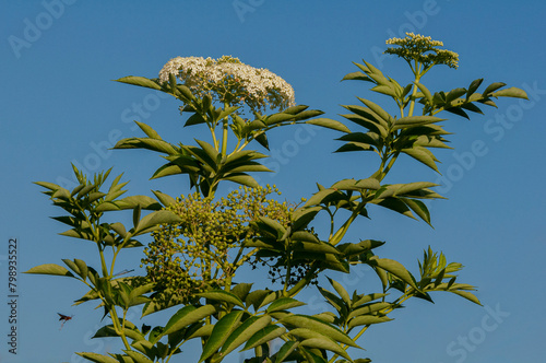 Clusters of white flowers and unripe green berries of the Florida Elderberry, Sambucus canadensis on a sky-blue background. photo