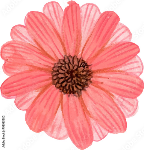 Gerbera flower png watercolor