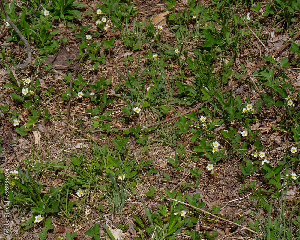 A patch of the flowers and leaves of wild strawberry, Fragaria vesca, a low growing groundcover that produces edible fruit. A patch of the flowers and leaves of wild strawberry, Fragaria vesca, a low growing groundcover that produces edible fruit.