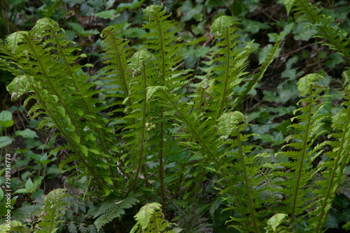 Gelappter Schildfarn im Frühling