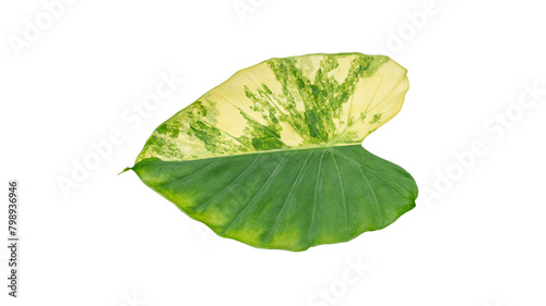 Leaf on white background, leaf Isolate with clipping path. Philodendron bilitea variegated leaf plant Garden in Green house barden, air purify with Monstera,philodendron selloum photo