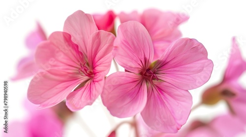 Pink flowers in vase on white base