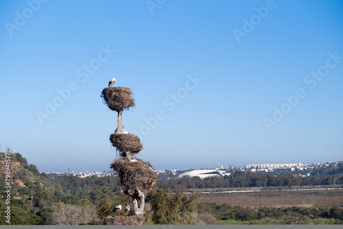 View of a colony of stork nests around the fortified medieval necropolis of Chellah in Rabat, Morocco. A historically and archaeologically significant site seen from the surrounding hills photo