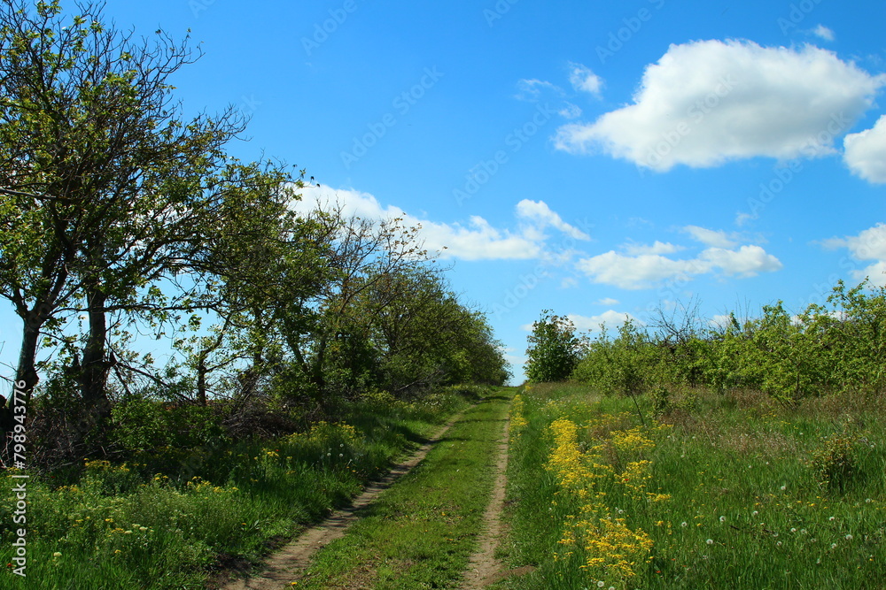 A dirt road surrounded by trees A dirt road surrounded by trees