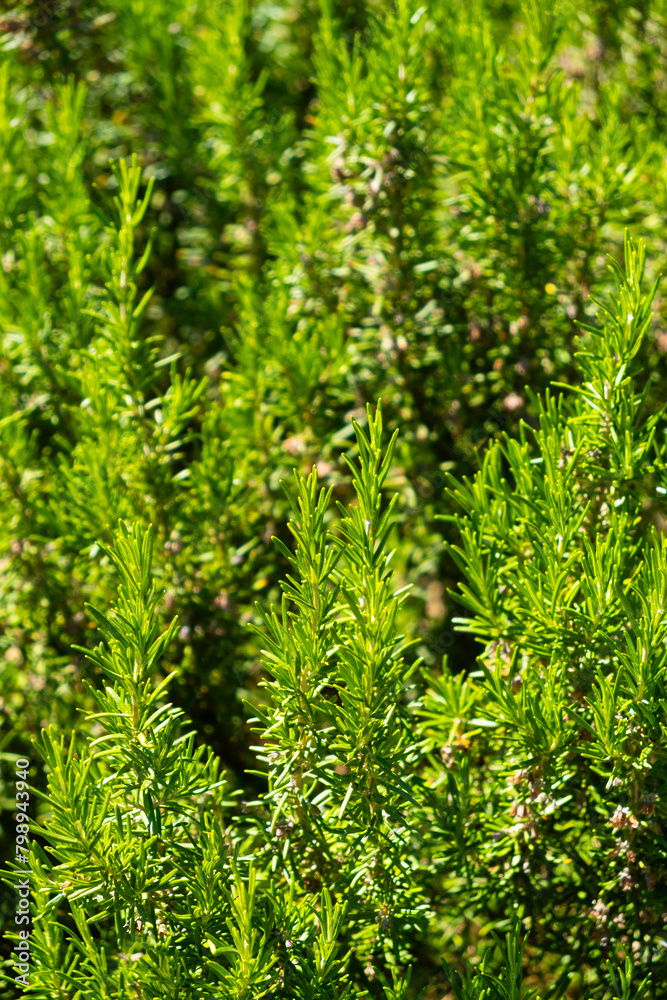 Young rosemary, macro, close up; Tivat, Montenegro Young rosemary, macro, close up; Tivat, Montenegro