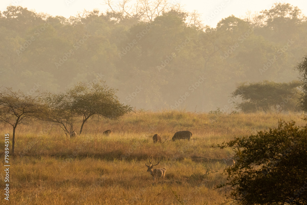 Nilgai in the jungles of Tadoba, India Nilgai in the jungles of Tadoba, India