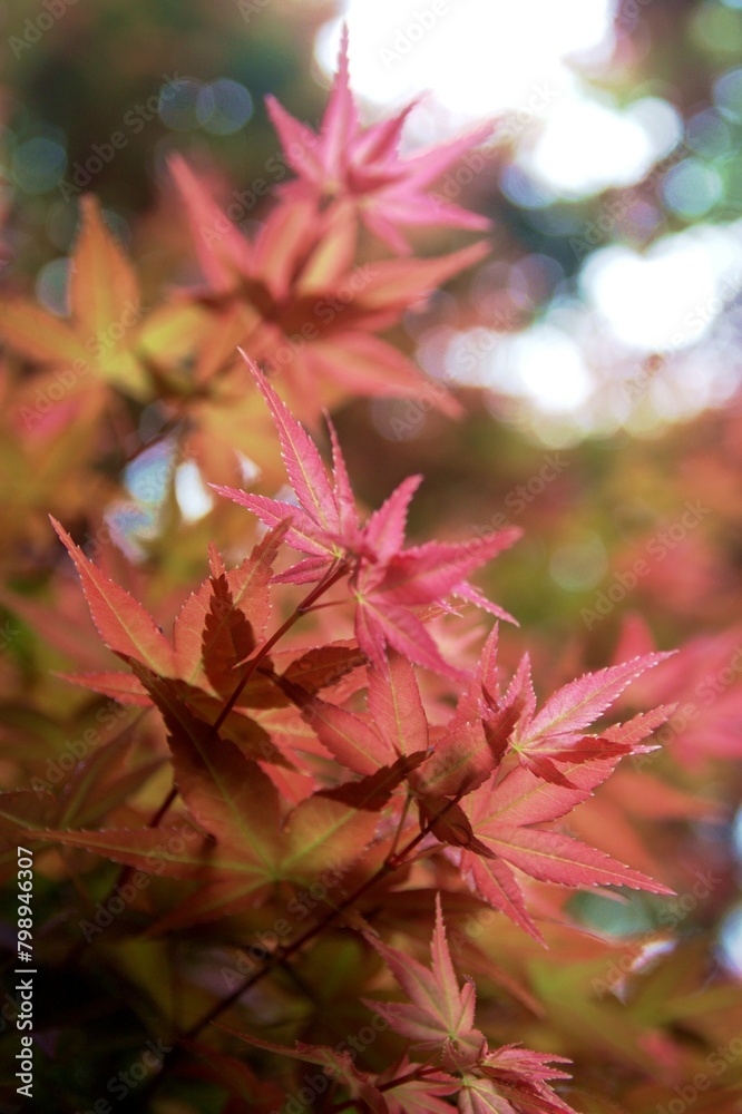 autumn japanese maple leaves in soft focus autumn japanese maple leaves in soft focus