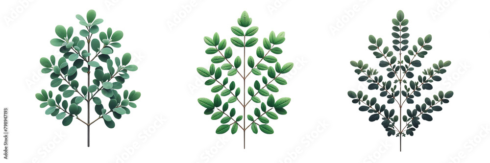 set of plant isolated on white or transparent background