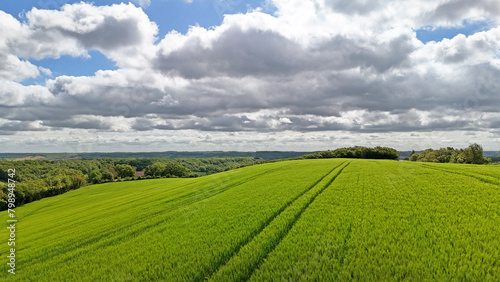 Blé vert et sillons